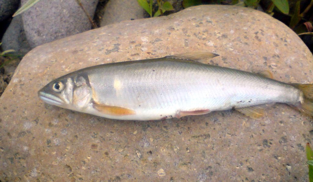 Ayu - japansk fisk